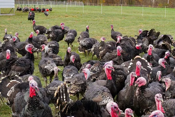 The turkey flock spread across a fenced autumn pasture at Greenacres
